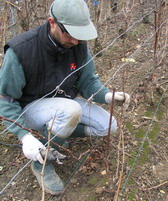 Taille cordon de royat - pruning time - Champagne